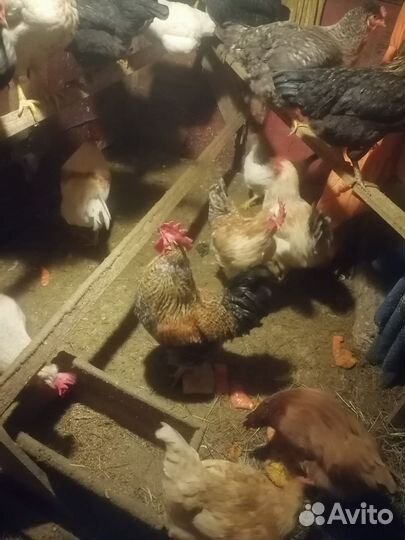 Молодые петухи