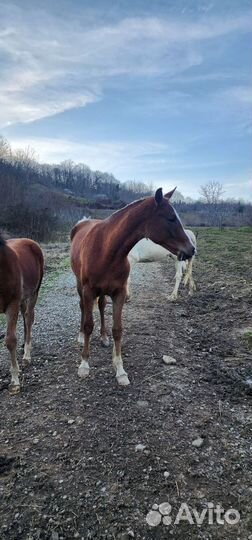 Лошадь жеребец