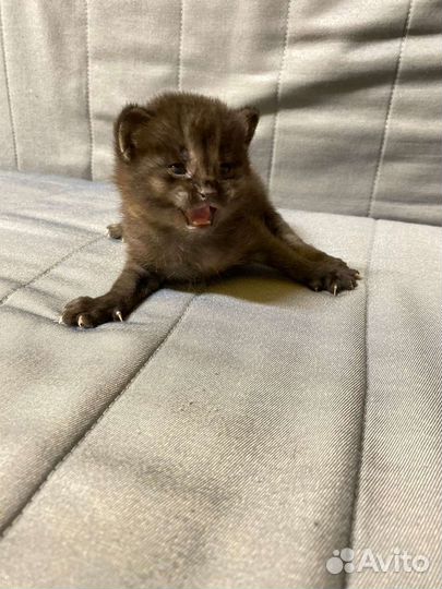 Чаузи ф1в эксклюзивном окрасе шоколад