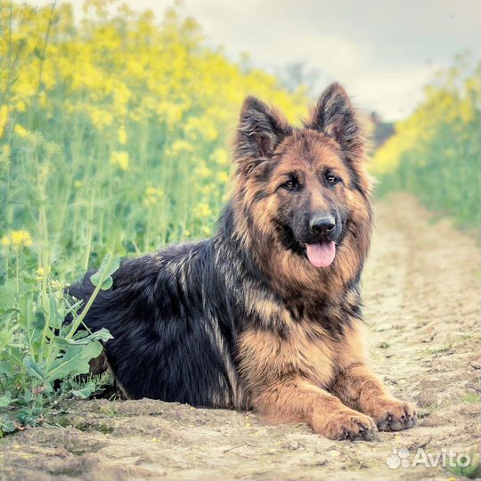 Дрессировка собак