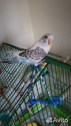 Птенцы волнистый попугай