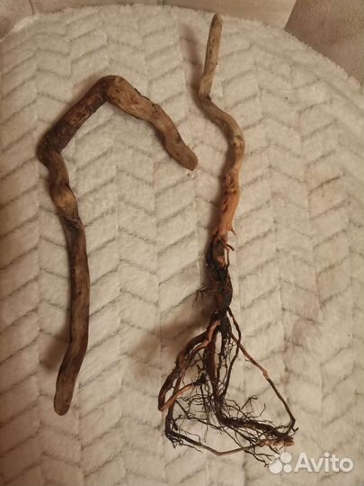 Коряги. Дрифтвуд