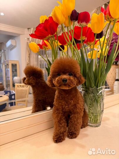 Вязка кобель пудель той Китай