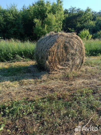 Сено в тюках по 500 кг