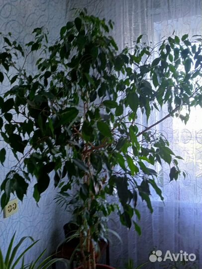 Большой цветок для дома фикус