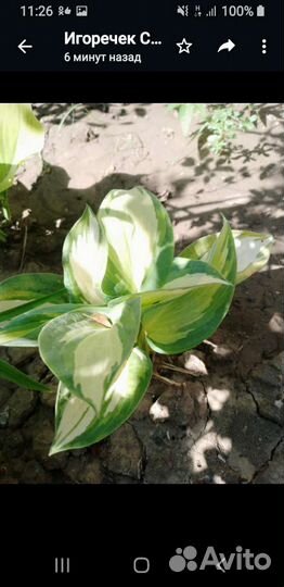 Розы и другие цветы