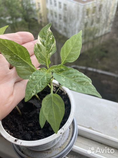 Перец комнатный острый