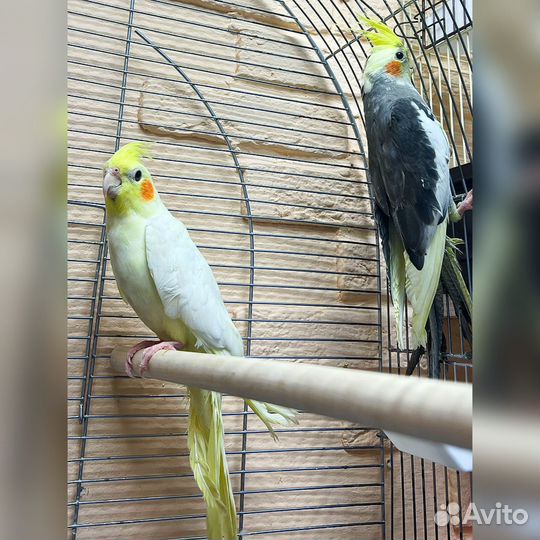 Попугай Корелла