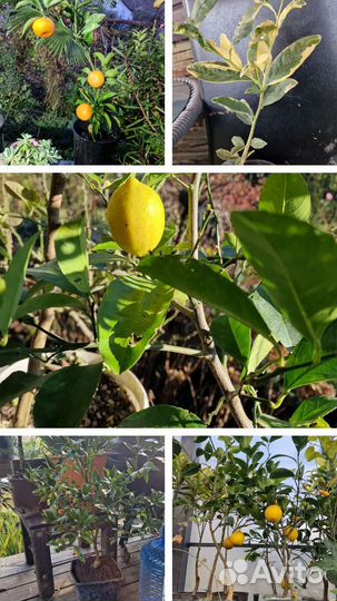 Взрослые саженцы лимон,кумкват,мандарин,апельсин