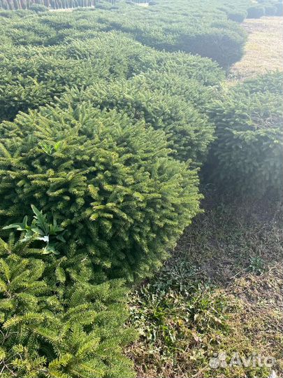 Саженцы хвойных, лиственных, плодовых деревьев