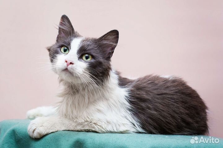 Выброшенный Фантик