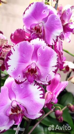 Орхидея Фаленопсис Brother you