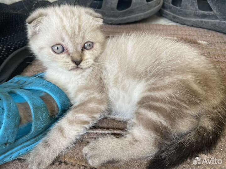 Британские котята