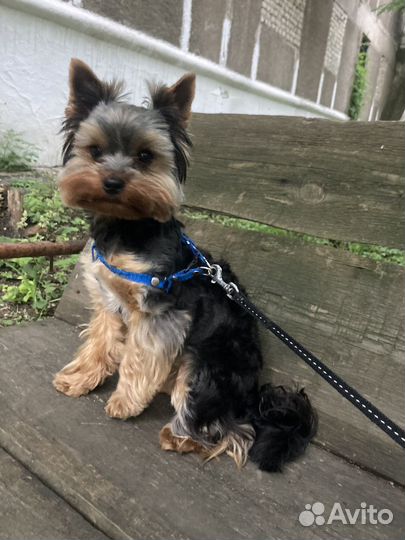 Йоркширский терьер(мини)ищет невесту на вязку