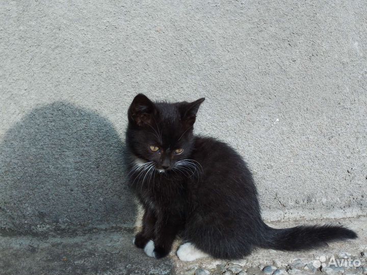 Котята в дар