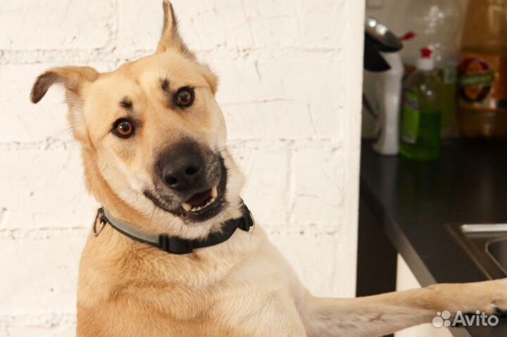 Метис лабрадор девочка