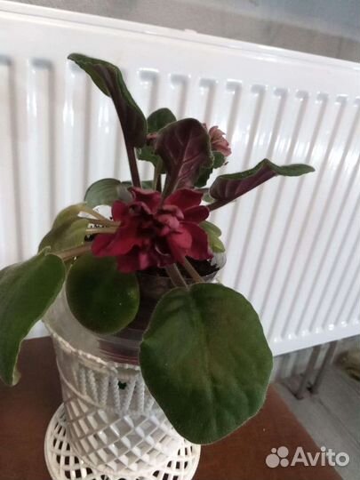 Сортовые фиалки