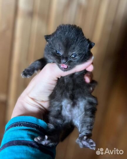 Шотландский кот на вязку