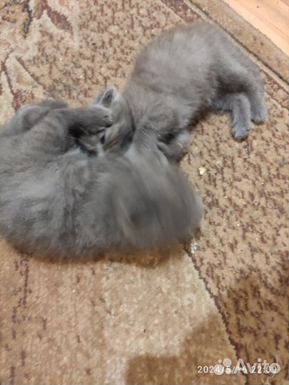 Шотландские вислоухие котята