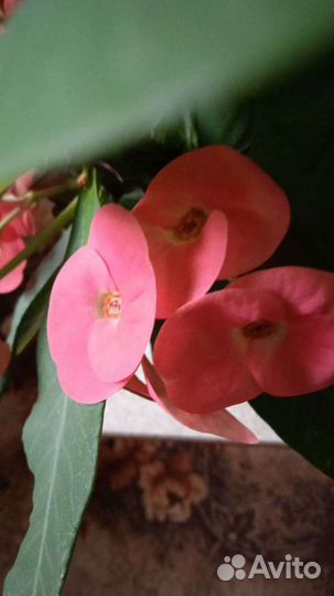 Молочай миля