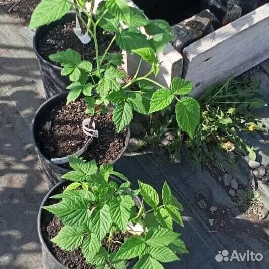 Малина саженцы, сорт Новость Кузьмина