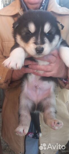 Щенки хаски