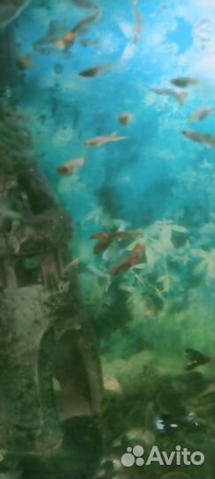 Гуппи мальки