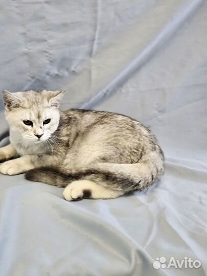 Британские котята серебристая шиншилла