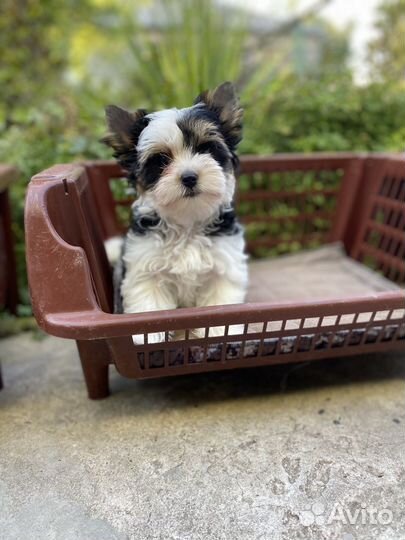 Бивер девочка