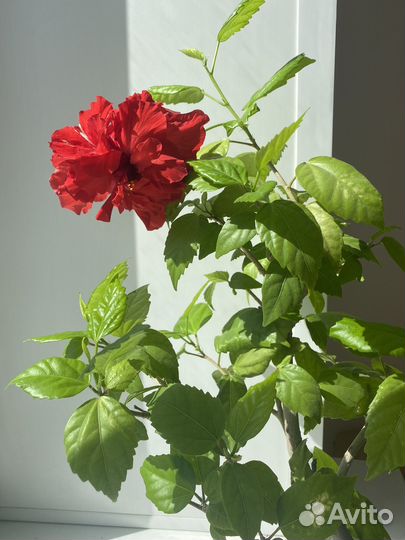 Гибискус китайская роза