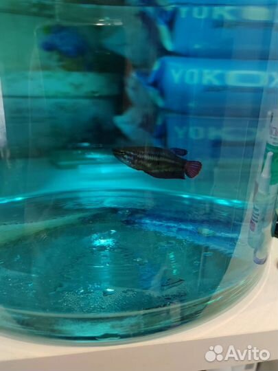 Рыбка петушок самка