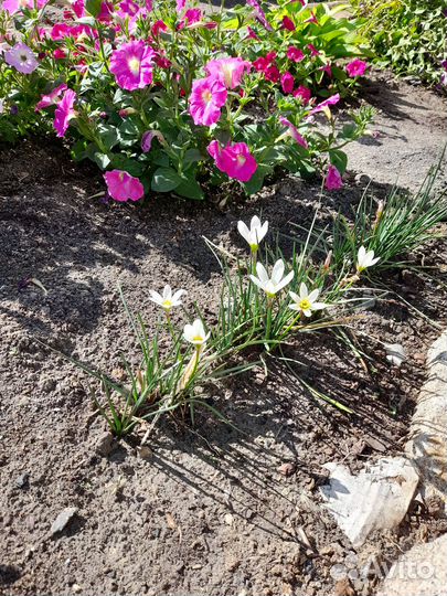 Канна красная, Калла, Зефирантес (выскочка)