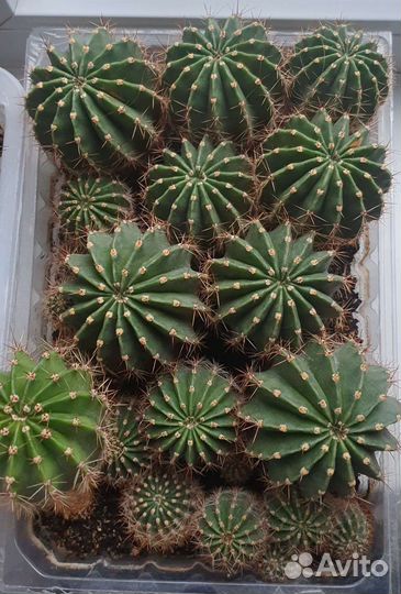 Кактусы и суккуленты