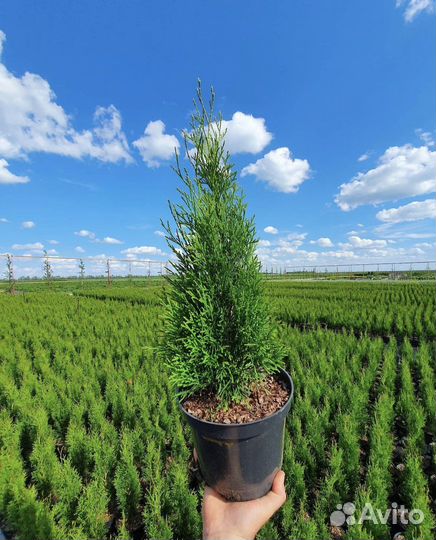 Туя смарагд