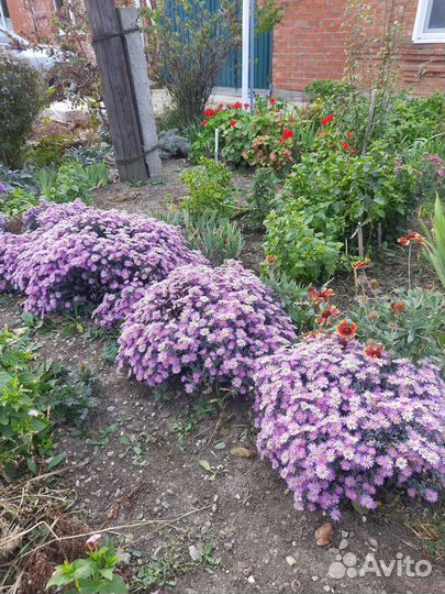 Ирисы,сентябрины,вербейник и др