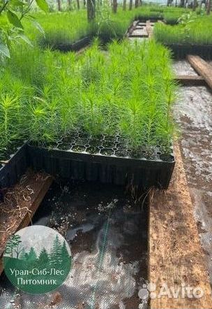 Зкс и окс Сосна Ель Лиственница сеянцы Голуб горн