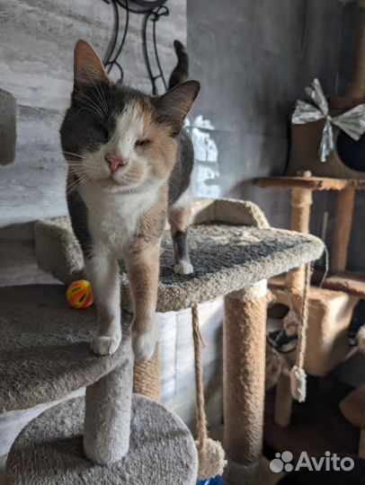 Особенная кошка