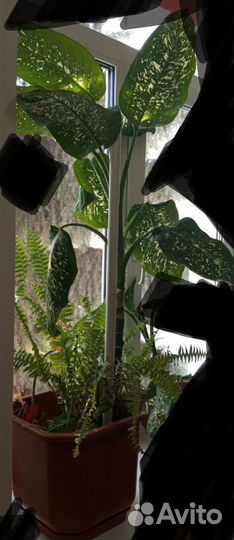 Диффенбахия