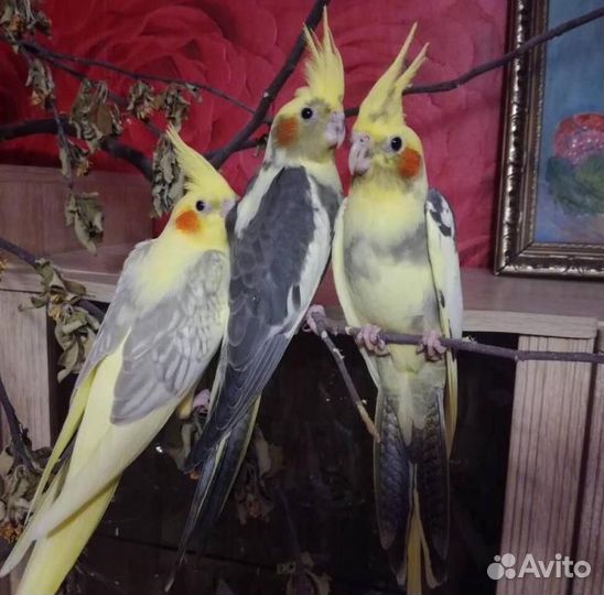 Продам корелл