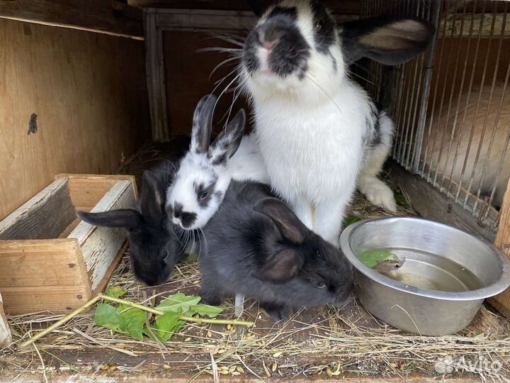 Кролики мясных пород великаны