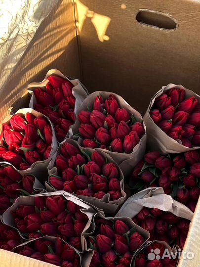 Тюльпаны к 8 марта