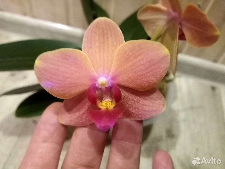 Орхидея фаленопсис мультифлора