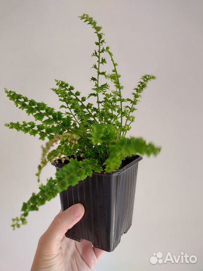 Папоротник нефролепис