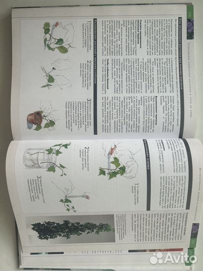 Энциклопедия комнатных растений