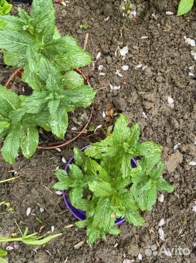 Мята крымская