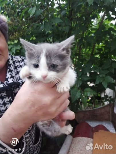 Кошка