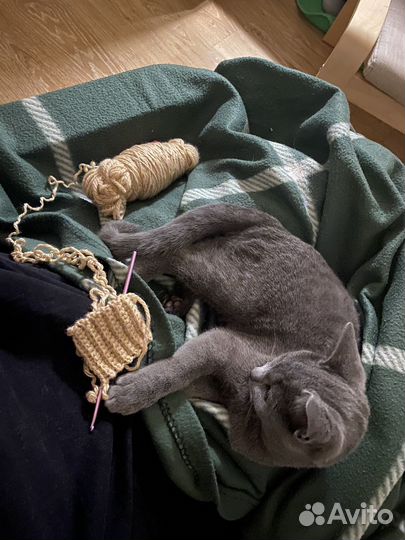 Передержка кошек