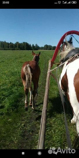 Услуги жеребца