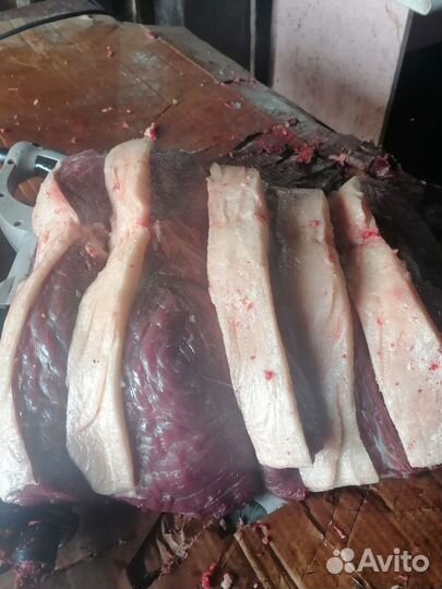 Мясо конина (от 12.11.23