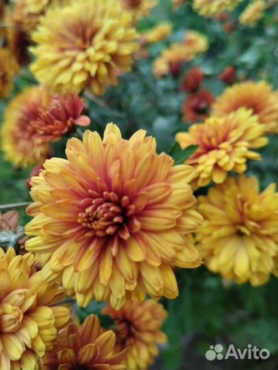 Хризантема корейская